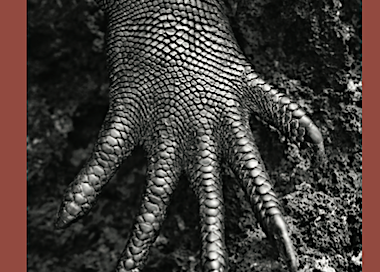 Affiche-expostition-Sebastião-Salgado